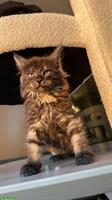 Maine Coon x Angora Kitten suchen ab 7. Sept ein liebes Zuhause