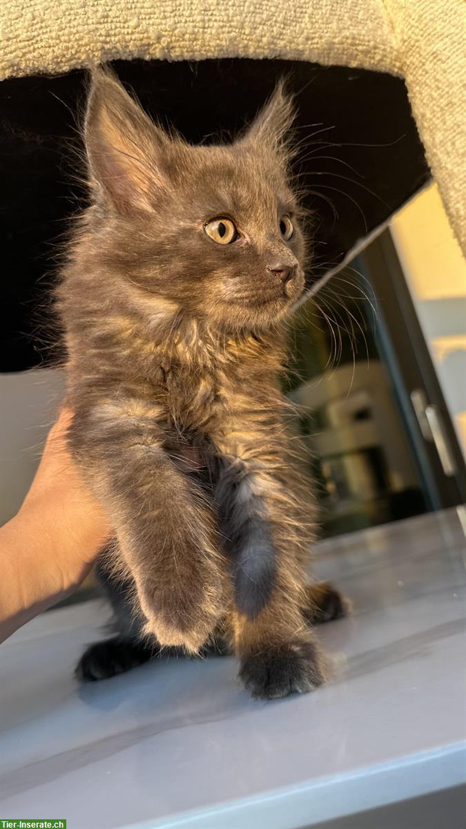 Bild 2: Maine Coon x Angora Kitten suchen ab 7. Sept ein liebes Zuhause