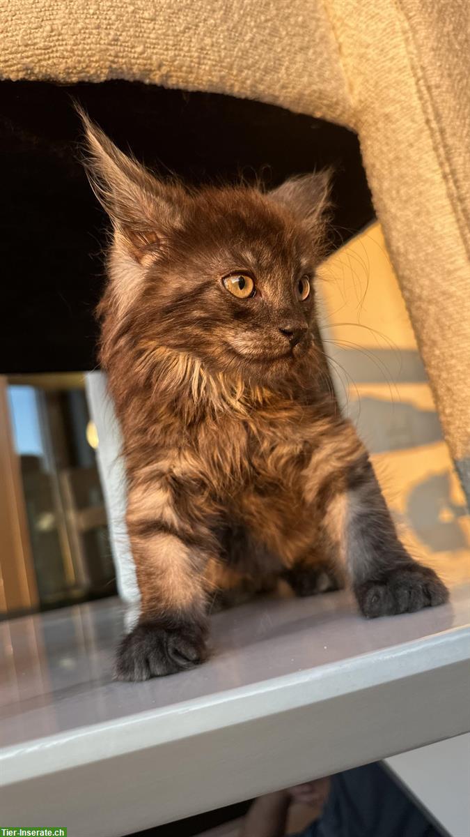 Bild 3: Maine Coon x Angora Kitten suchen ab 7. Sept ein liebes Zuhause