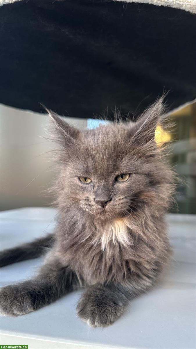Bild 4: Maine Coon x Angora Kitten suchen ab 7. Sept ein liebes Zuhause