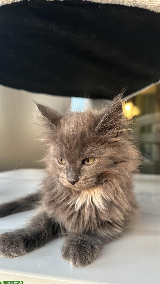 Bild 5: Maine Coon x Angora Kitten suchen ab 7. Sept ein liebes Zuhause