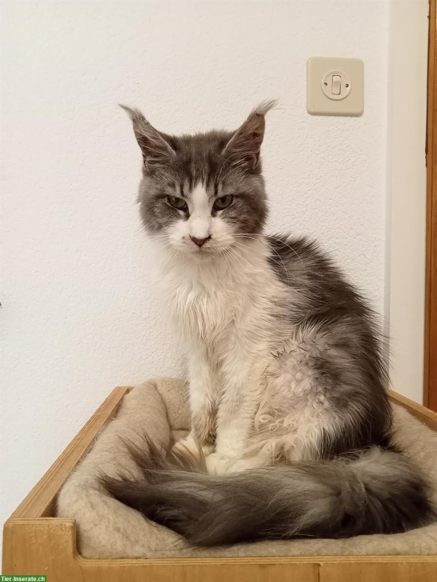Maine Coon Katzen Ladys suchen ein Zuhause