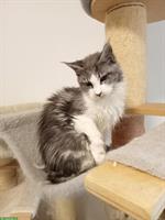 Maine Coon Weibchen sucht ein Zuhause