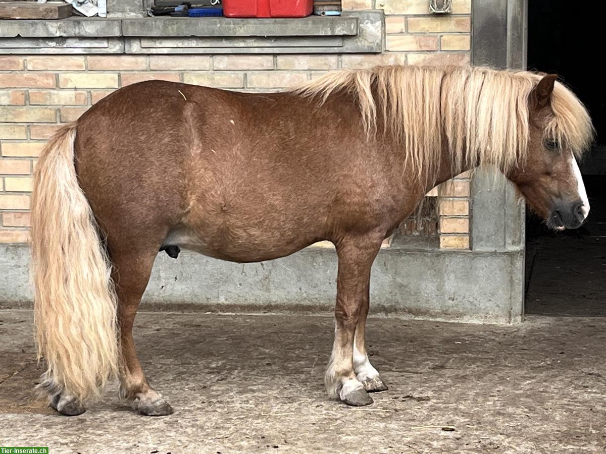 Bild 2: Kinderlieber Shetty Wallach zu verkaufen