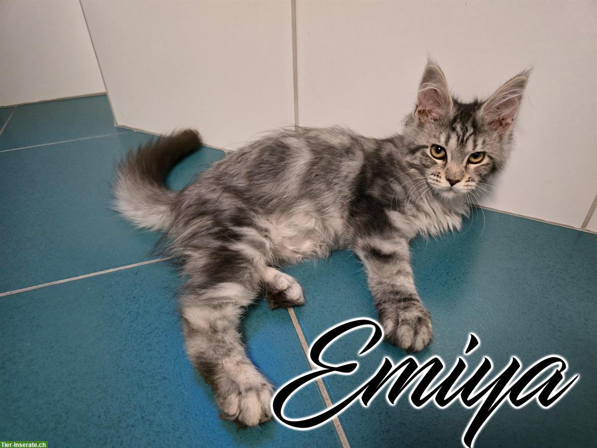 Maine Coon Kitten mit Stammbaum suchen liebes Zuhause