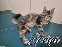 Maine Coon Kitten mit Stammbaum suchen liebes Zuhause
