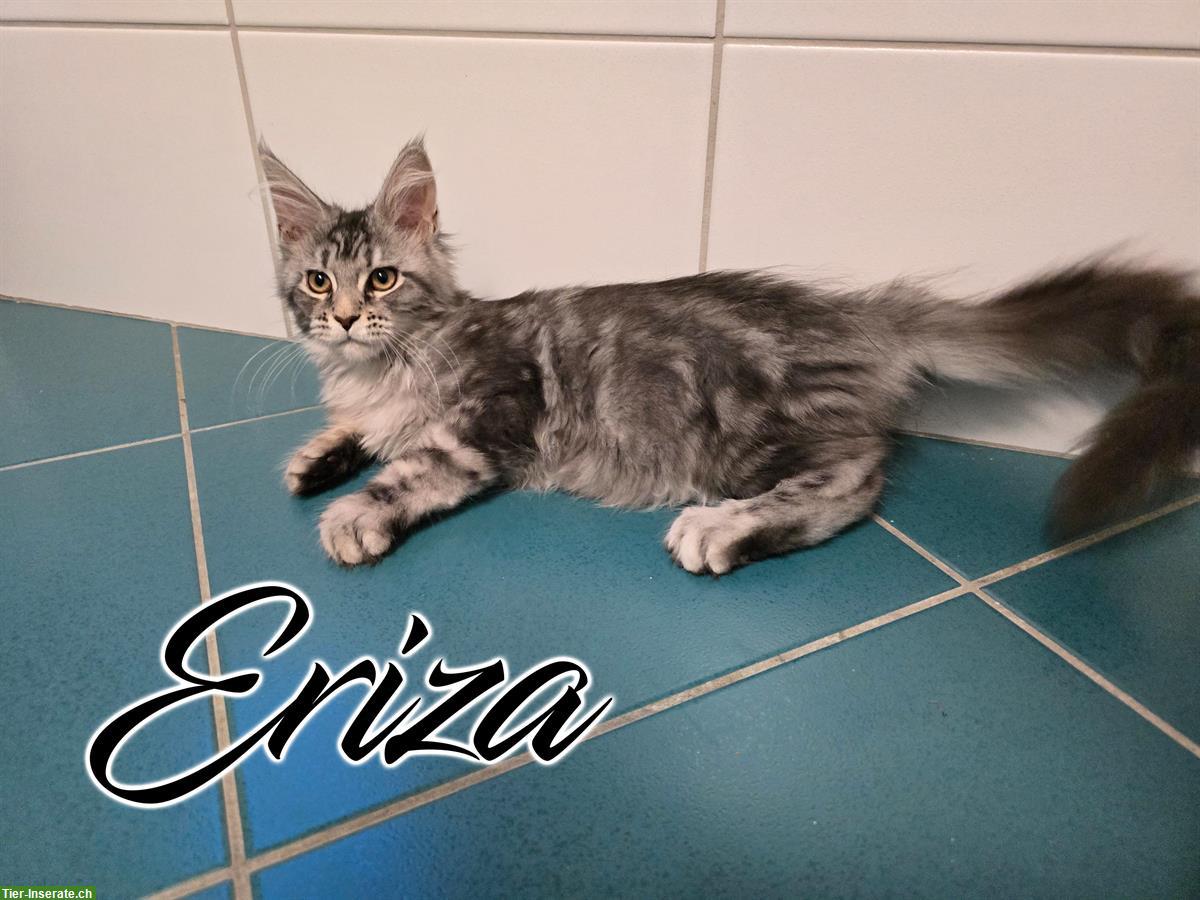 Bild 2: Maine Coon Kitten mit Stammbaum suchen liebes Zuhause