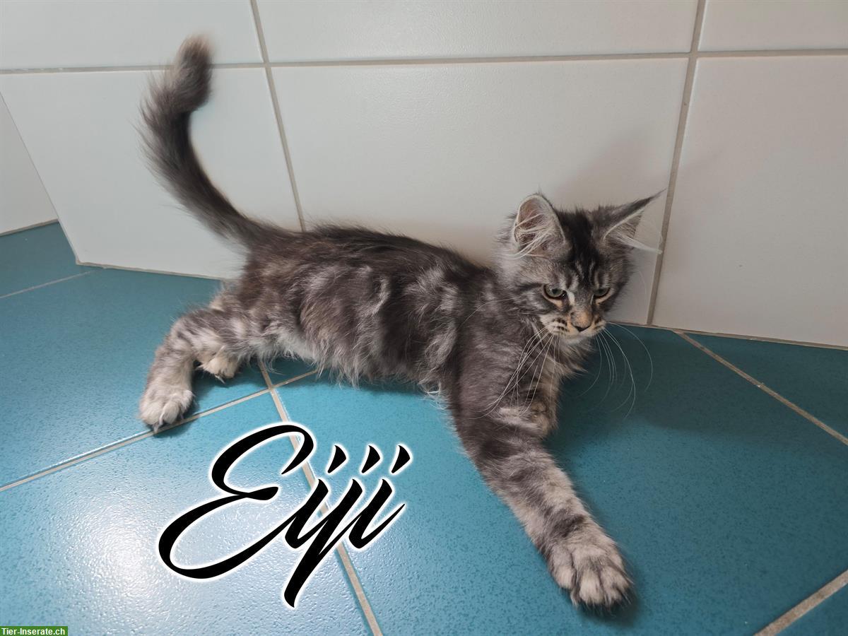 Bild 3: Maine Coon Kitten mit Stammbaum suchen liebes Zuhause