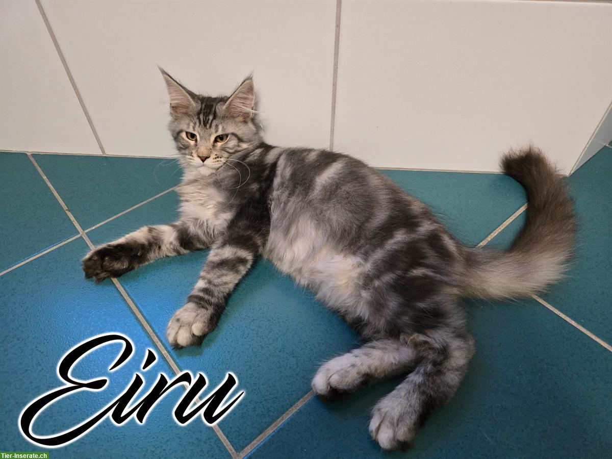 Bild 4: Maine Coon Kitten mit Stammbaum suchen liebes Zuhause