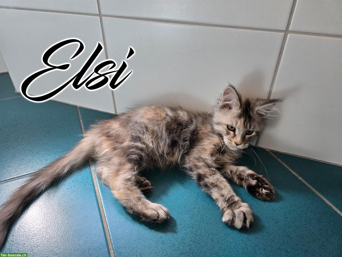 Bild 5: Maine Coon Kitten mit Stammbaum suchen liebes Zuhause