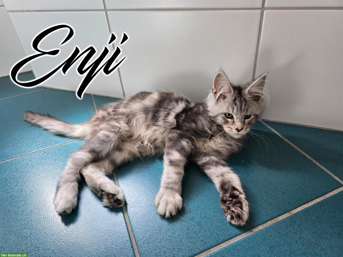 Bild 6: Maine Coon Kitten mit Stammbaum suchen liebes Zuhause