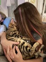 Bengalkatze Paullina sucht ein liebes Zuhause 🐾