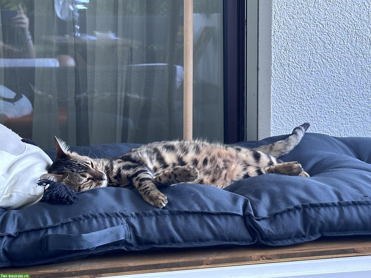 Bild 2: Bengalkatze Paullina sucht ein liebes Zuhause 🐾