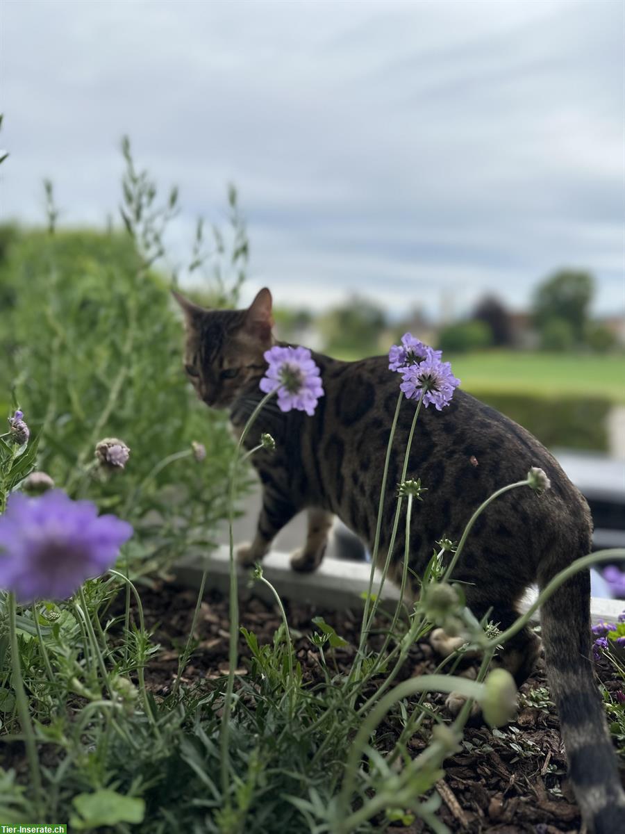 Bild 3: Bengalkatze Paullina sucht ein liebes Zuhause 🐾