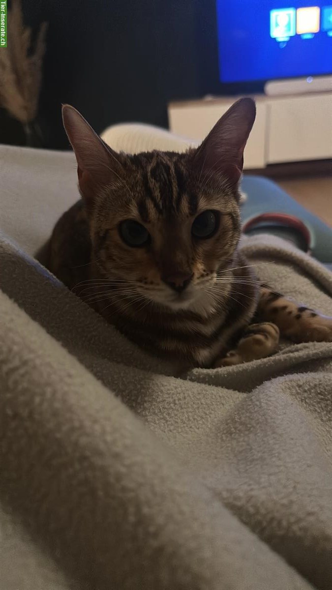 Bild 4: Bengalkatze Paullina sucht ein liebes Zuhause 🐾