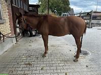 Quarter Horse Wallach zu verkaufen