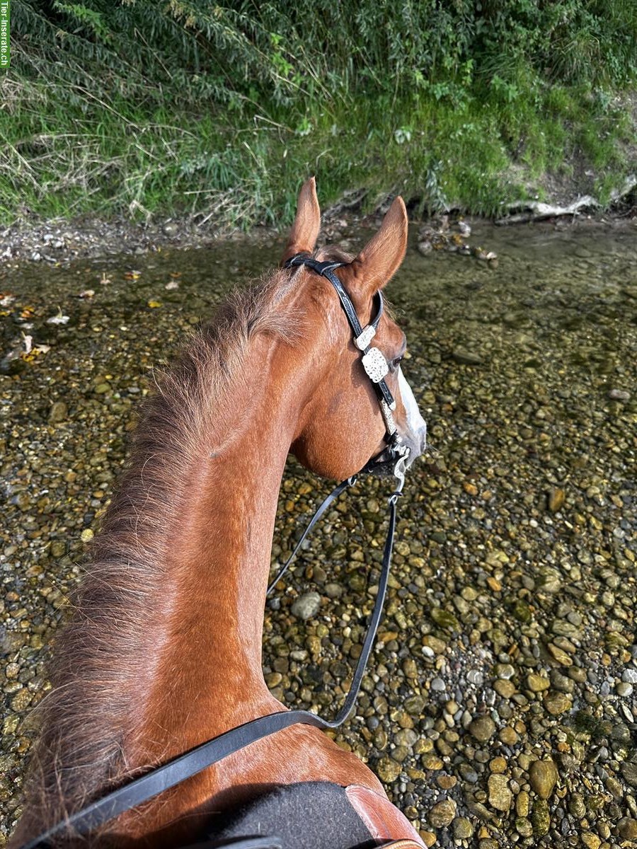 Bild 2: Quarter Horse Wallach zu verkaufen