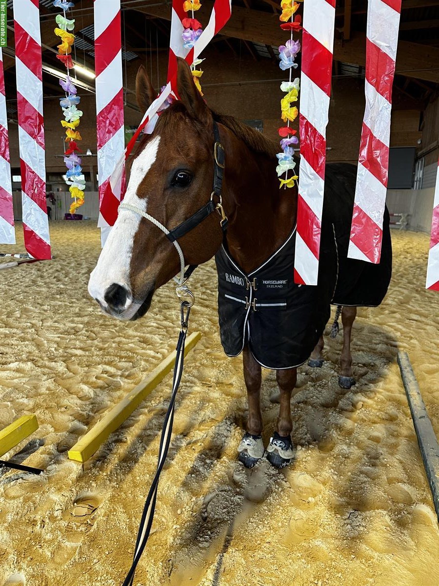 Bild 3: Quarter Horse Wallach zu verkaufen
