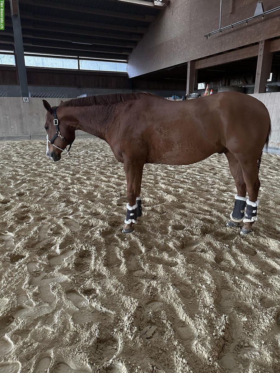 Bild 4: Quarter Horse Wallach zu verkaufen