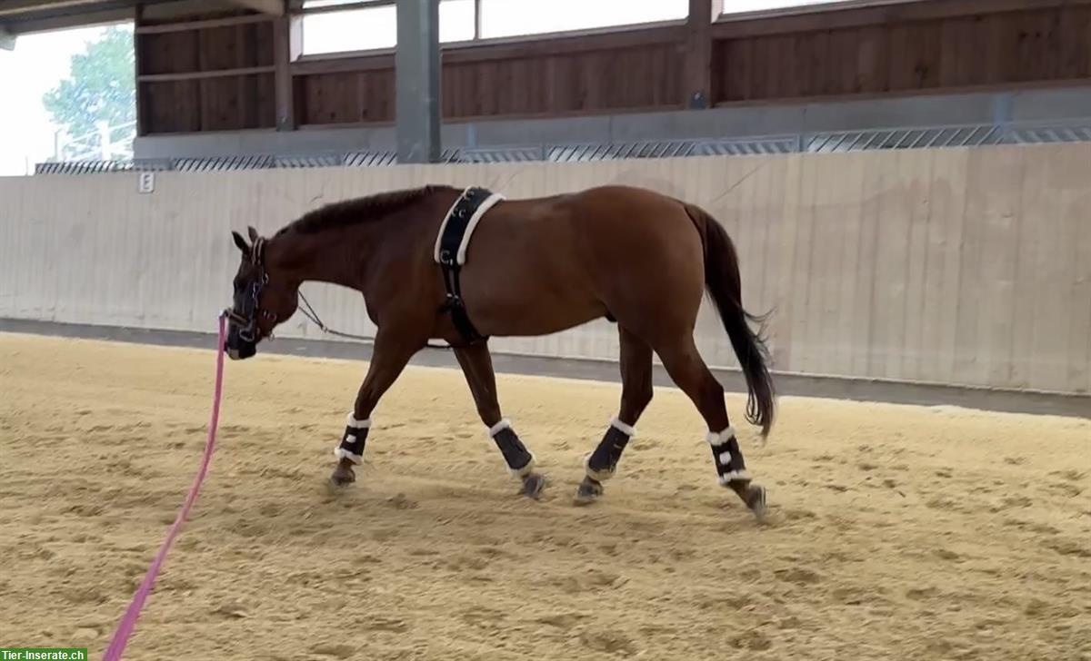 Bild 5: Quarter Horse Wallach zu verkaufen