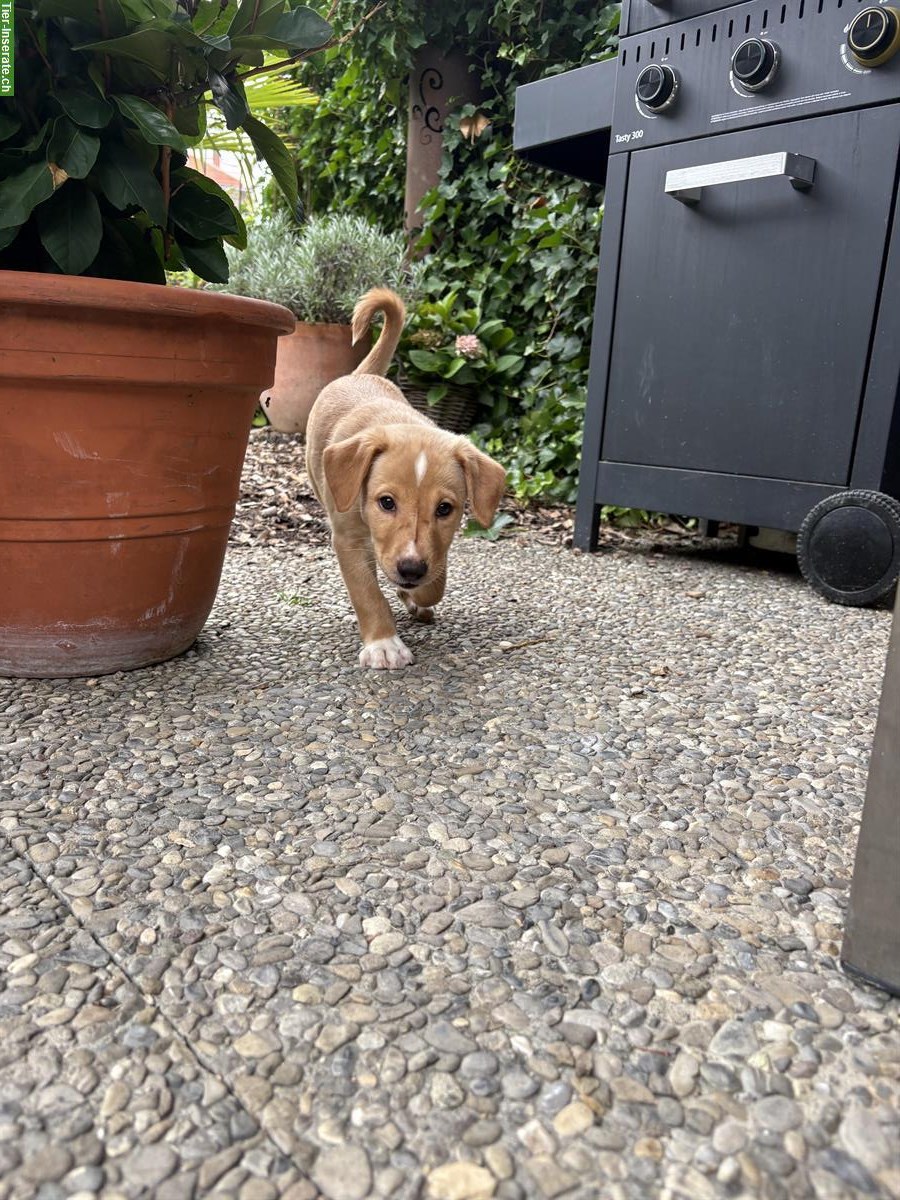 Labrador Mischlingswelpen suchen ein liebes Zuhause