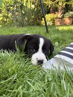 Labrador Mischlingswelpen suchen ein liebes Zuhause