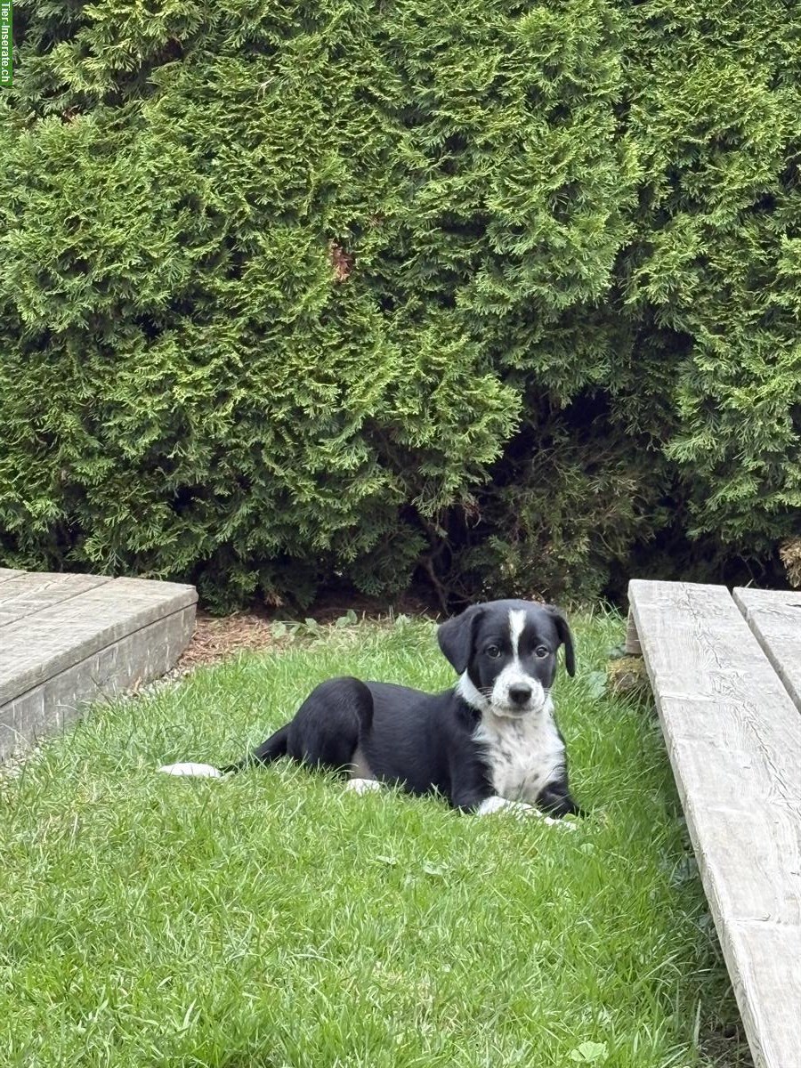 Bild 3: Labrador Mischlingswelpen suchen ein liebes Zuhause