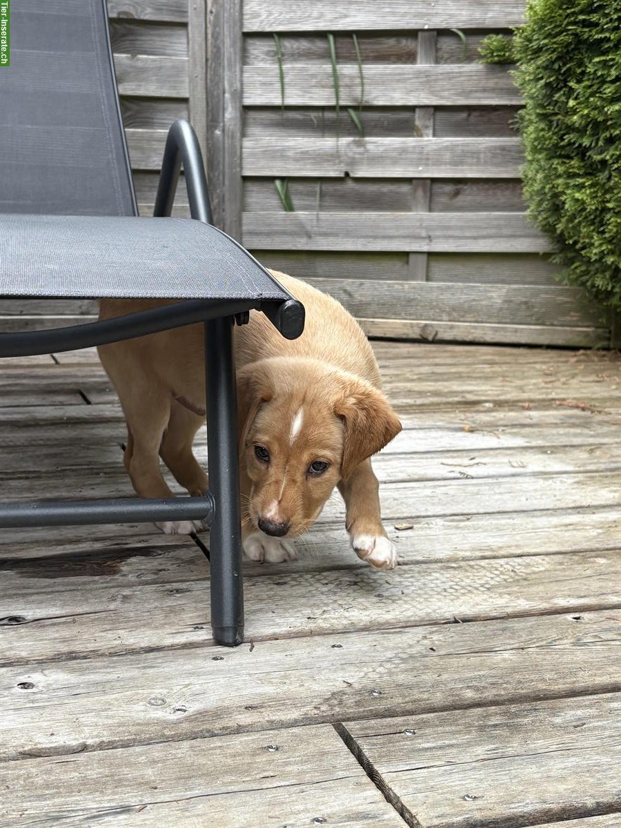 Bild 5: Labrador Mischlingswelpen suchen ein liebes Zuhause