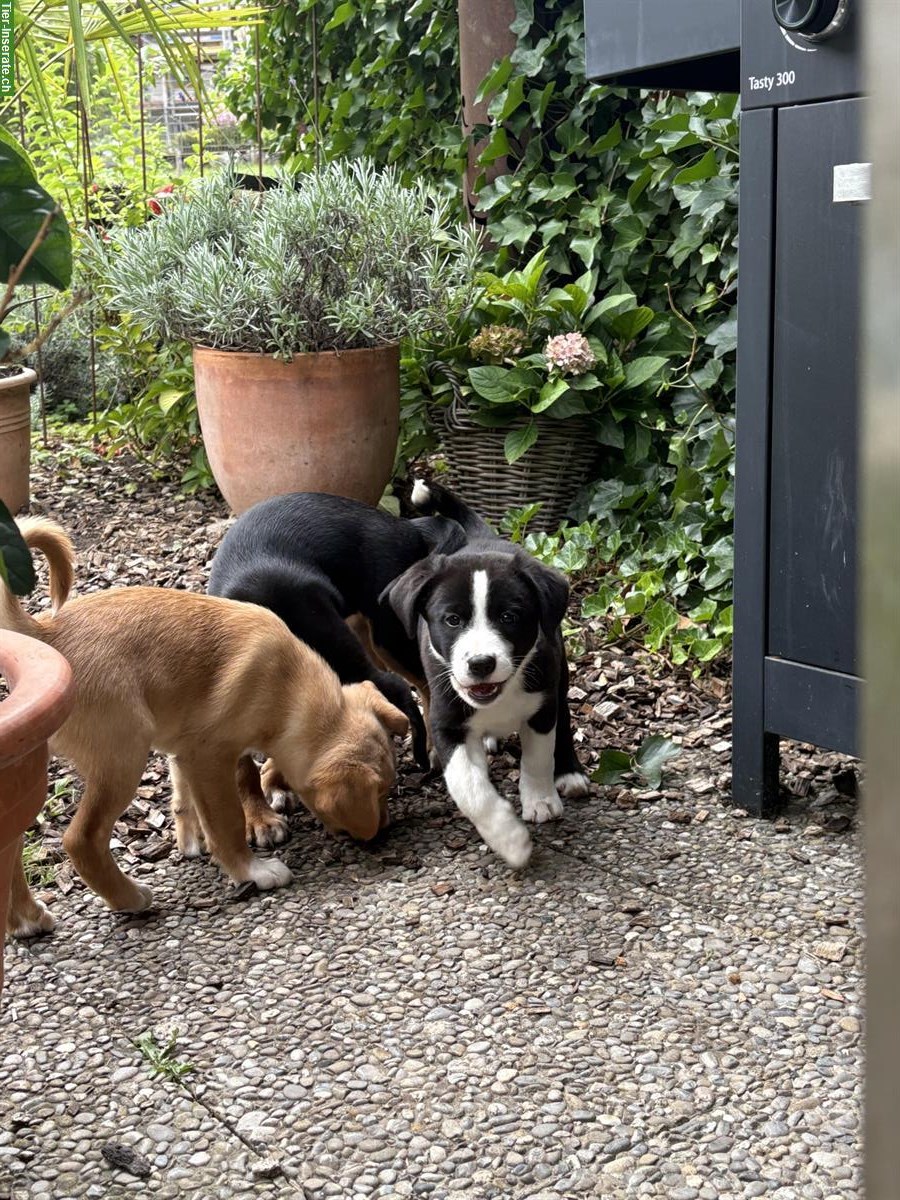Bild 7: Labrador Mischlingswelpen suchen ein liebes Zuhause