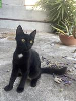 4 Katzen 🐱 aus Griechenland suchen liebes Zuhause
