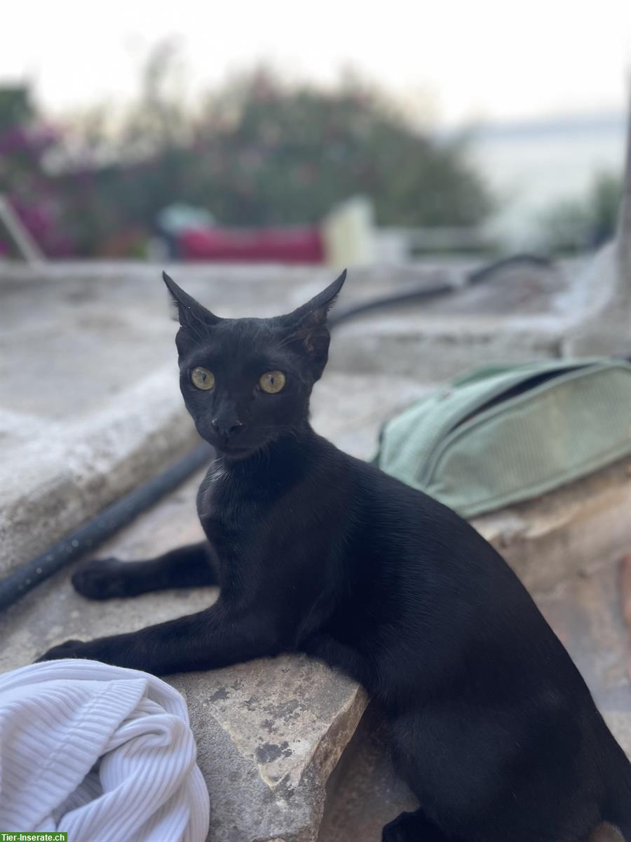 Bild 2: 4 Katzen 🐱 aus Griechenland suchen liebes Zuhause
