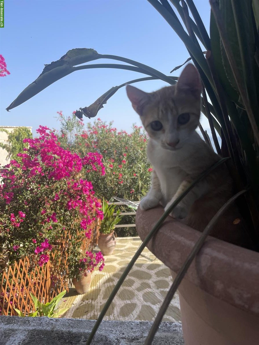 Bild 3: 4 Katzen 🐱 aus Griechenland suchen liebes Zuhause