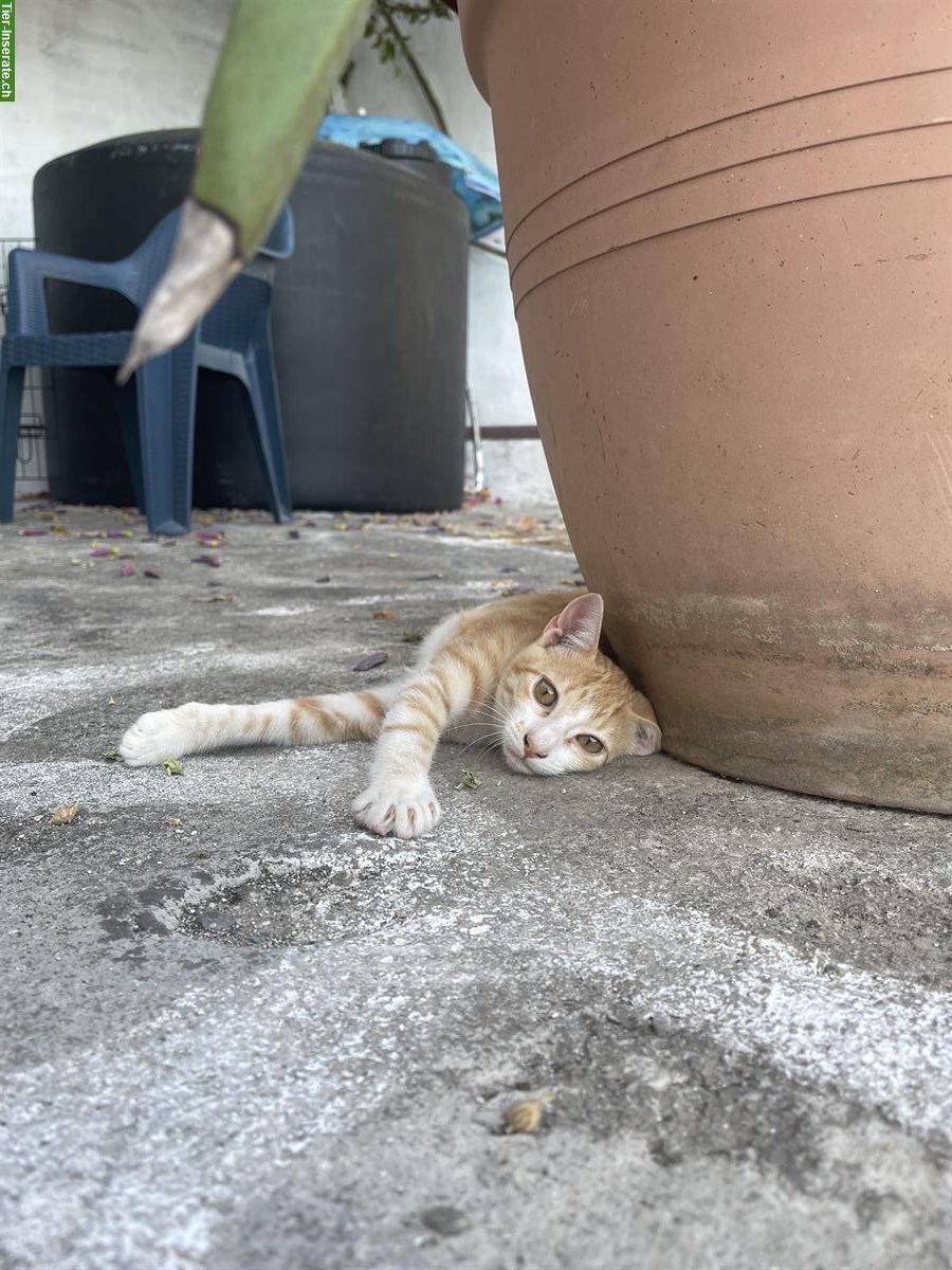 Bild 4: 4 Katzen 🐱 aus Griechenland suchen liebes Zuhause