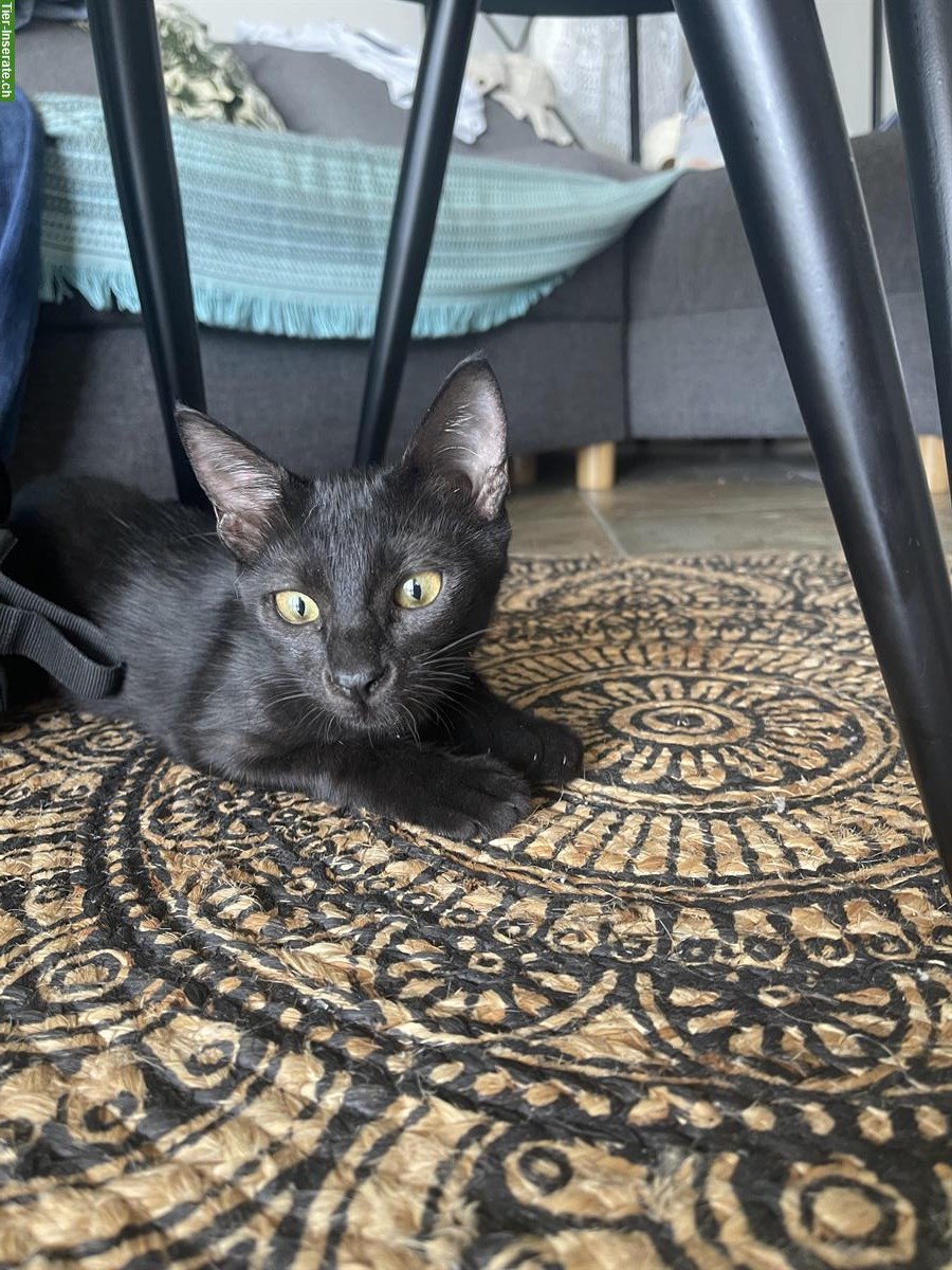 Bild 5: 4 Katzen 🐱 aus Griechenland suchen liebes Zuhause