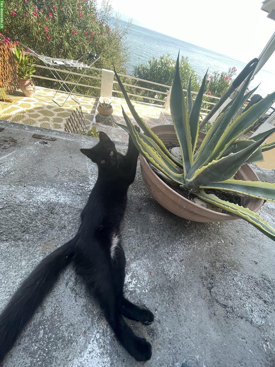 Bild 6: 4 Katzen 🐱 aus Griechenland suchen liebes Zuhause