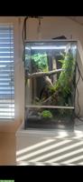 2 Kronengeckos mit Terrarium und ganzem Zubehör