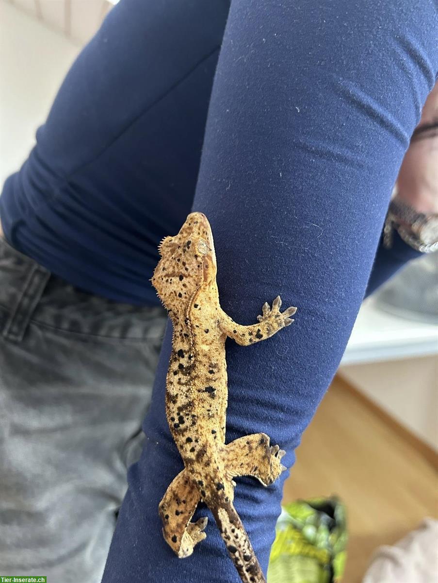 Bild 2: 2 Kronengeckos mit Terrarium und ganzem Zubehör