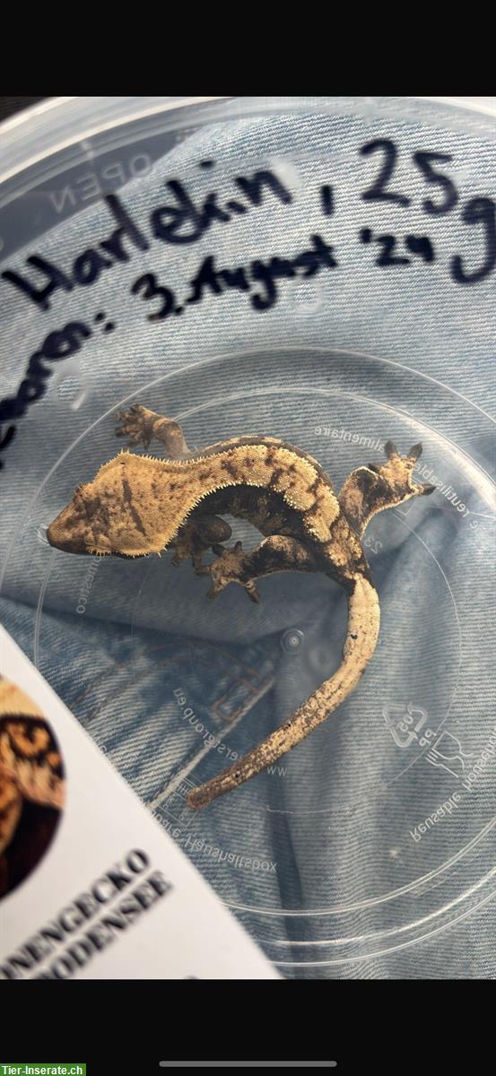Bild 3: 2 Kronengeckos mit Terrarium und ganzem Zubehör