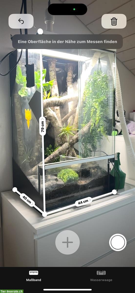 Bild 4: 2 Kronengeckos mit Terrarium und ganzem Zubehör