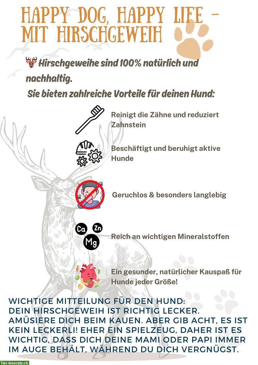 Bild 2: 🦌 Halbierte Hirschgeweihe als Kau-Snack - aus der Region Greyerz