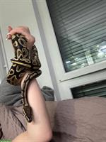 2 Königsphyton (Python Regius) männlich und weiblich
