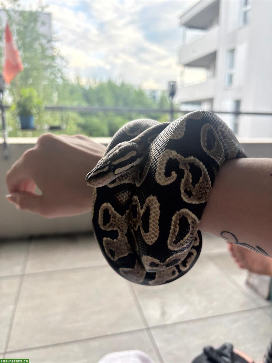 Bild 2: 2 Königsphyton (Python Regius) männlich und weiblich