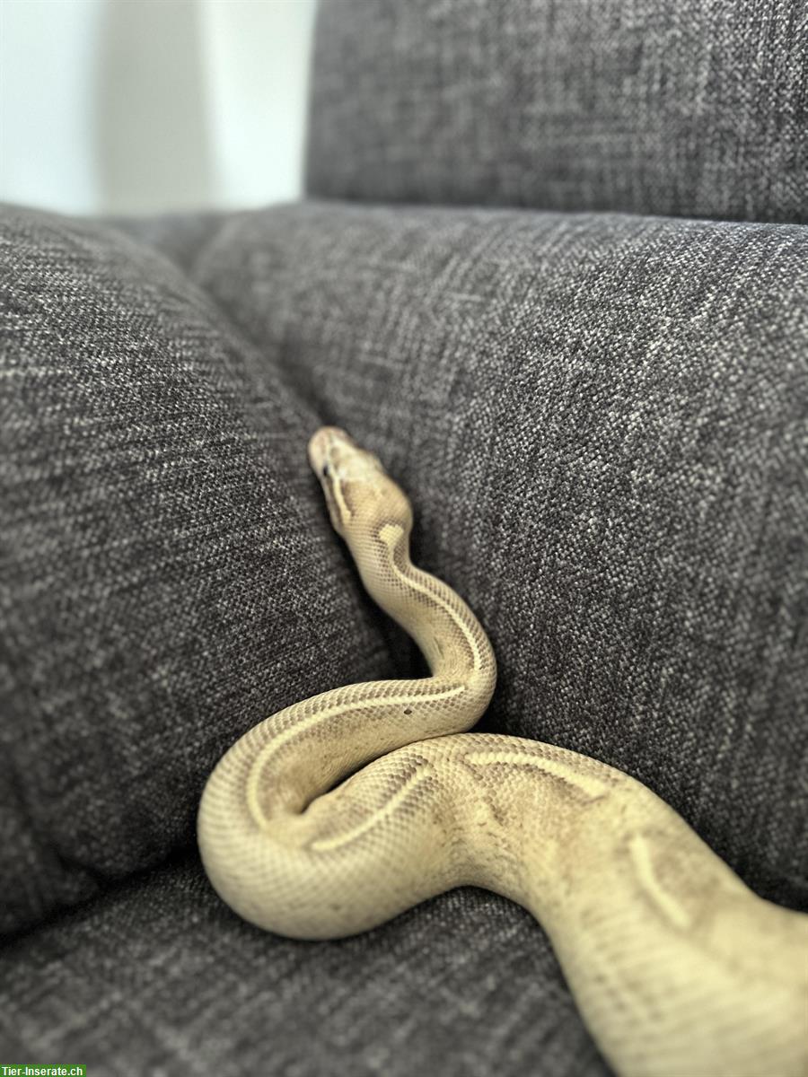 Bild 3: 2 Königsphyton (Python Regius) männlich und weiblich