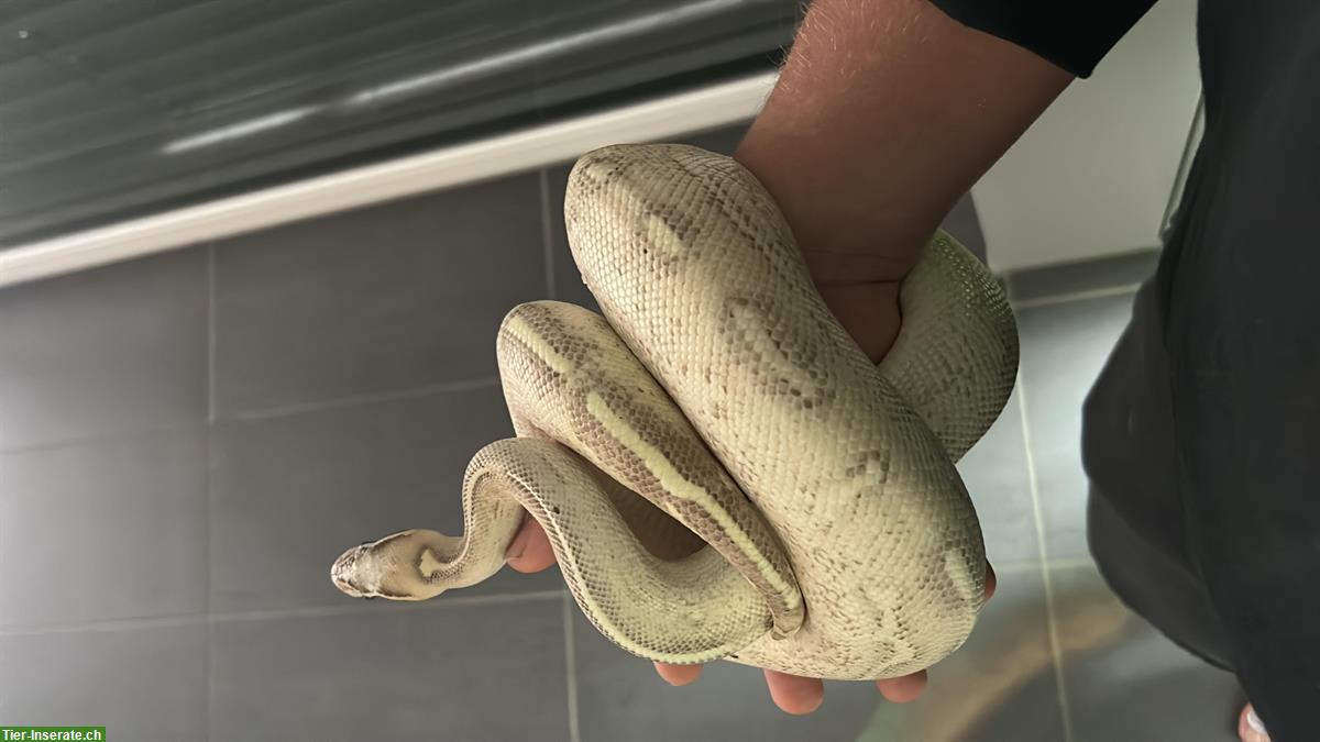Bild 4: 2 Königsphyton (Python Regius) männlich und weiblich