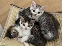 BKH mix Kitten suchen ein liebes Zuhause