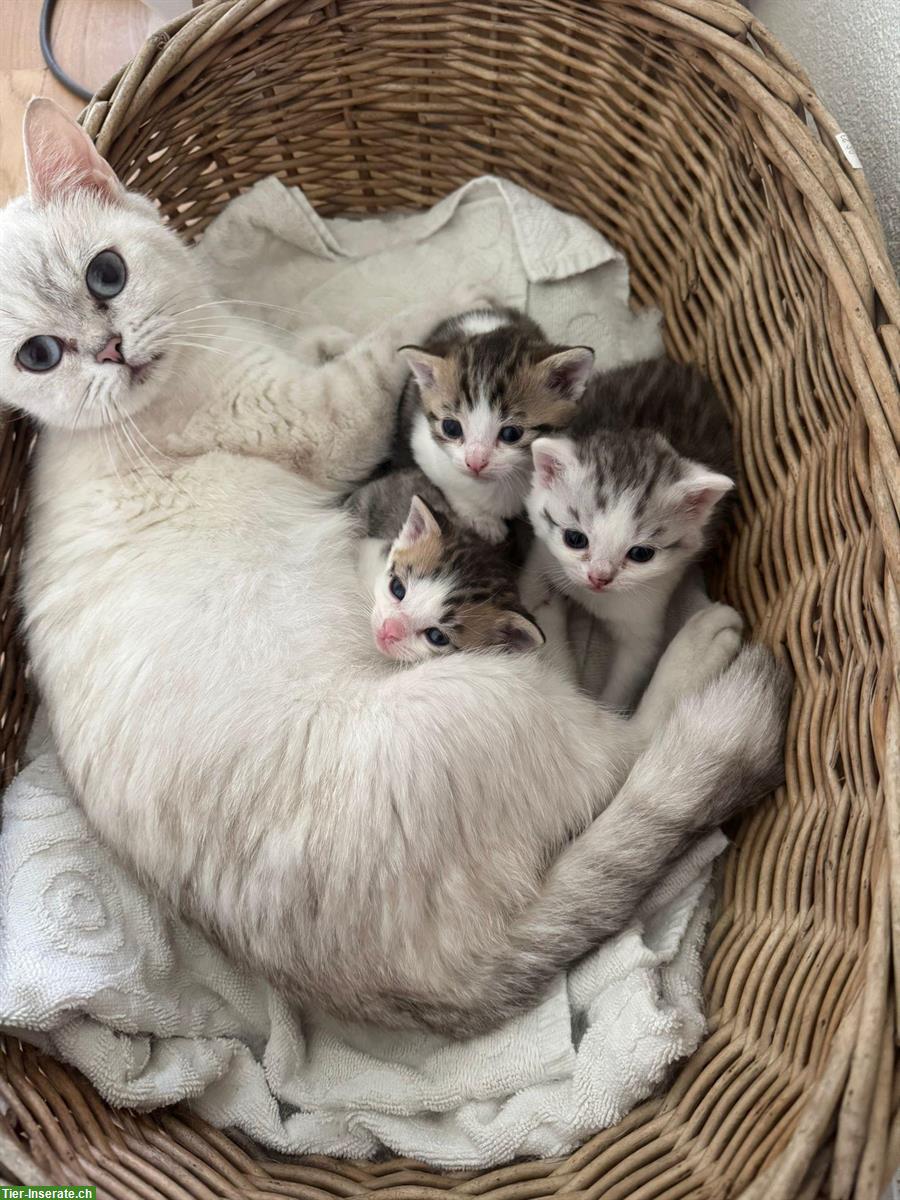 Bild 3: BKH mix Kitten suchen ein liebes Zuhause