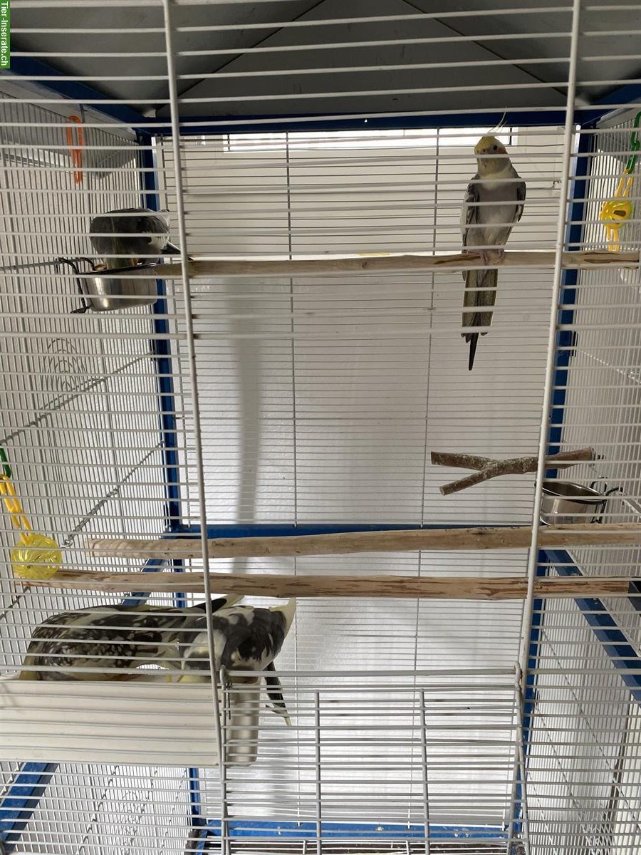 4 Nymphensittiche + Vogelkäfig und weiteres Zubehör