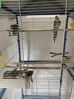 4 Nymphensittiche + Vogelkäfig und weiteres Zubehör