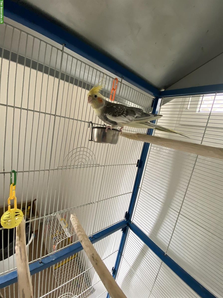 Bild 3: 4 Nymphensittiche + Vogelkäfig und weiteres Zubehör