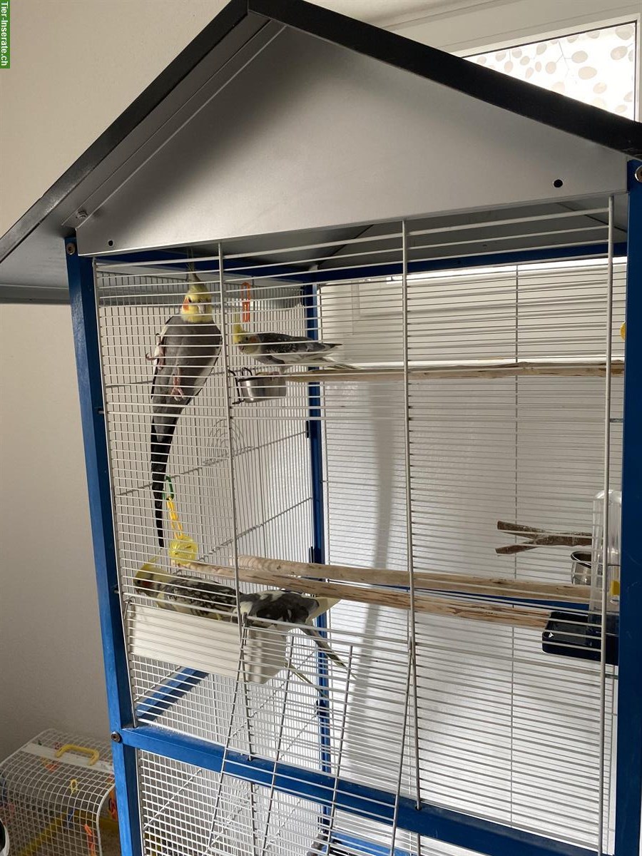 Bild 4: 4 Nymphensittiche + Vogelkäfig und weiteres Zubehör